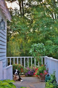 dog on porch